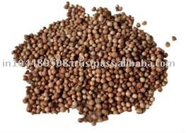 Coriander seeds