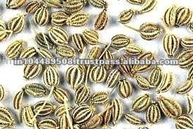 HIGH QUALITY GOOD AJWAIN SEEDS