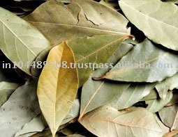 BAY LEAF